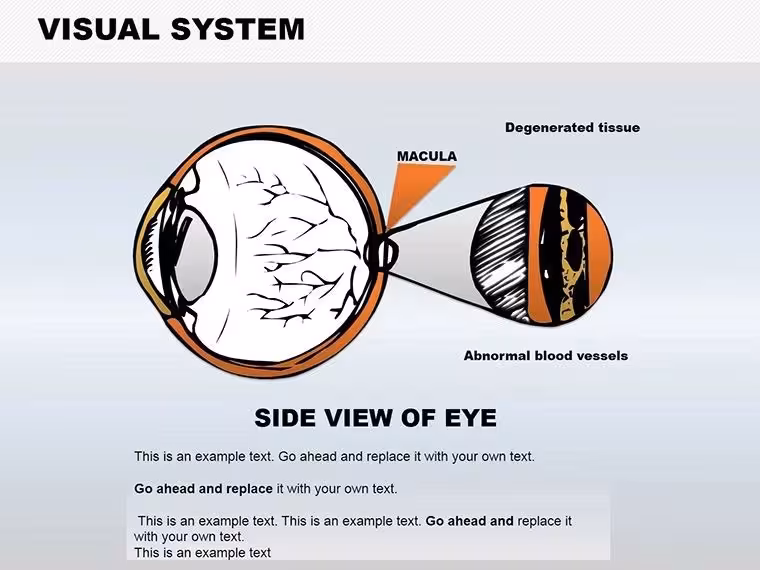 Visual System Keynote Shapes: Detailed Eye Anatomy Visuals
