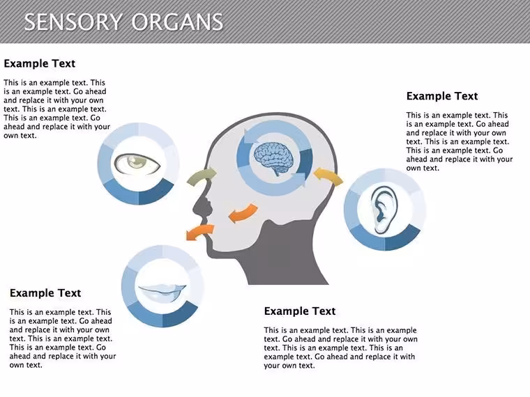 Human Anatomy Keynote Diagrams - Ready to Present