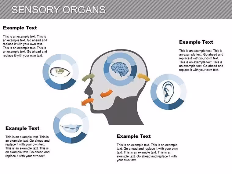 Sensory Organs PowerPoint Diagram Template