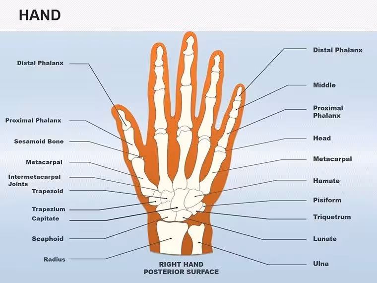 Medical Hand Anatomy Shapes - Editable PPTX | ImagineLayout