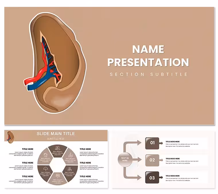 Spleen and Blood Cell PowerPoint Template: Circulating Excellence