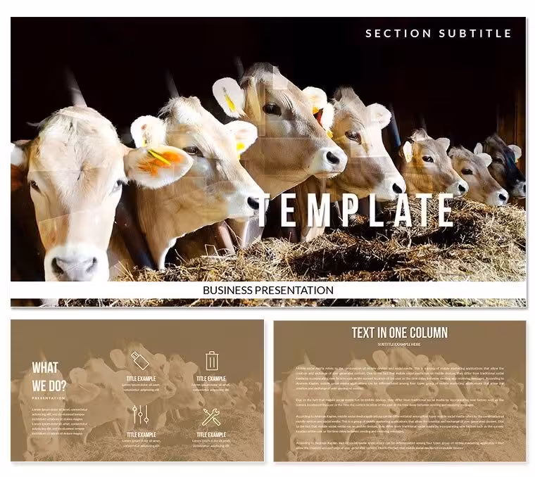 Cattle PowerPoint templates presentation