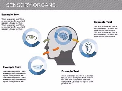 Sensory Organs PowerPoint Diagram Template