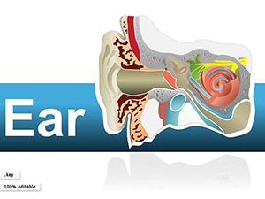 Human Ear Keynote shapes