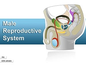 Male Reproductive System Keynote shapes