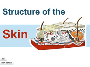 Structure of Skin shapes template for Keynote