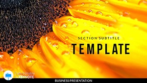 Sunflower Keynote template Presentation