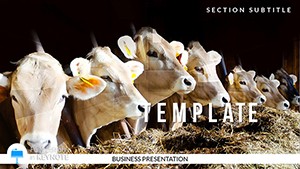 Cattle Keynote templates - Themes