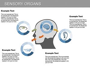 Sensory Organs PowerPoint Diagram