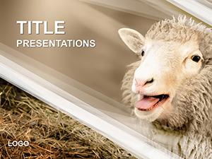 Sheep Breeding PowerPoint Templates