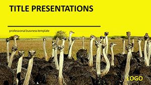 Ostrich farm PowerPoint templates