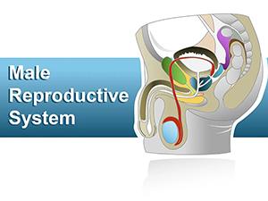 Male Reproductive System PowerPoint shapes
