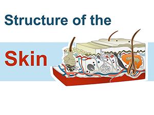 Structure Skin PowerPoint shapes - Presentation