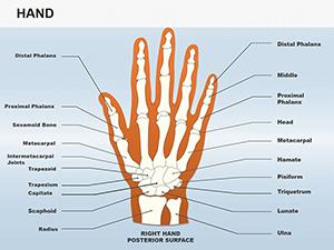 Anatomy of the Hand PowerPoint Shapes for Medical Presentations