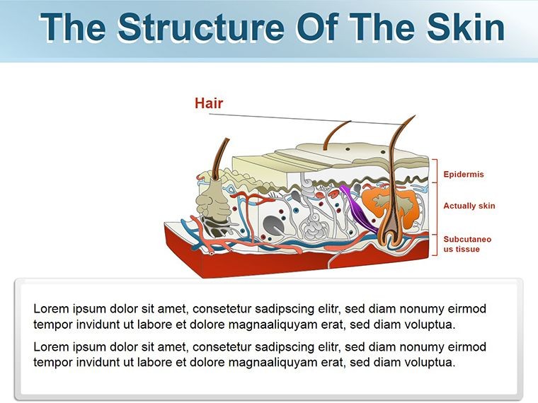 Structure of Skin shapes template for Keynote | ImagineLayout.com