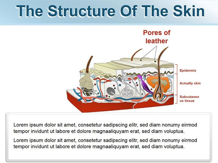 Structure of Skin shapes template for Keynote | ImagineLayout.com