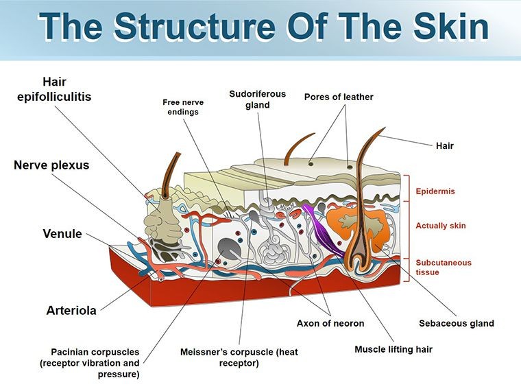 Structure of Skin shapes template for Keynote | ImagineLayout.com