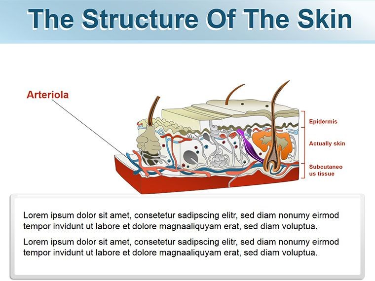 Structure of Skin shapes template for Keynote | ImagineLayout.com