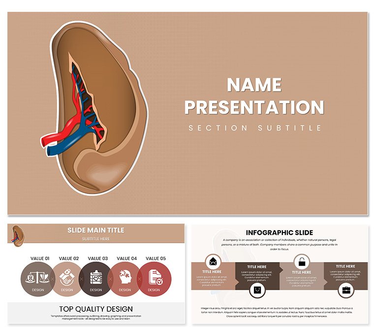 Spleen and Blood Cell Keynote template for presentation