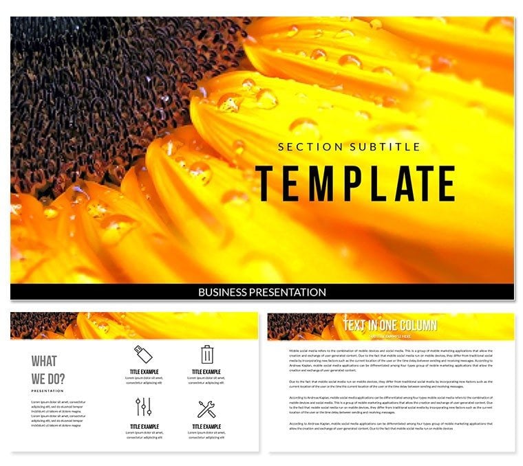 Sunflower PowerPoint Templates for Presentation