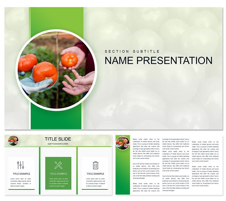 Growing Tomatoes PowerPoint template
