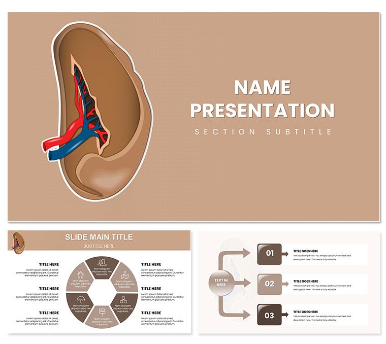 Spleen and Blood Cell PowerPoint template for presentation