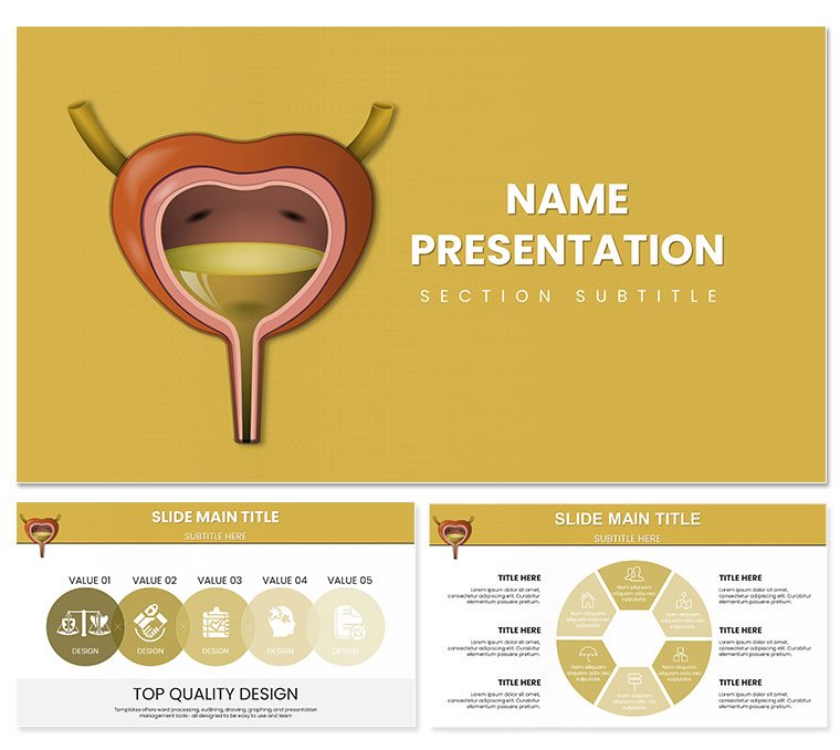 Urinary System PowerPoint template for presentation