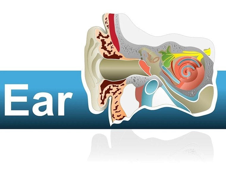 Human Ear Shapes - Medicine PowerPoint shapes