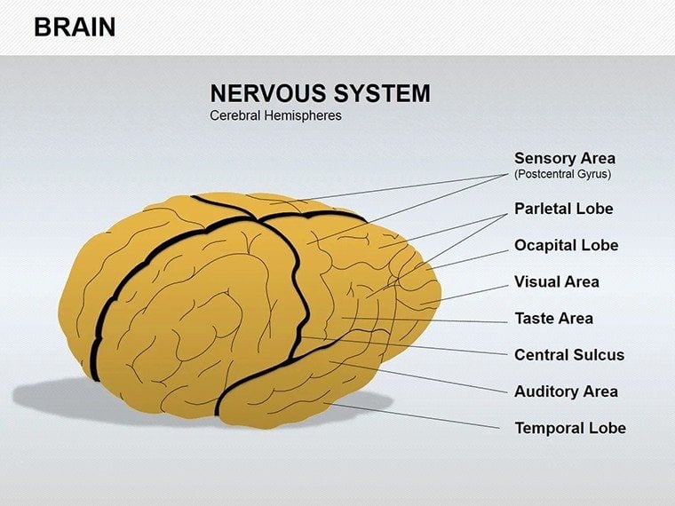Brain Shapes - Medicine PowerPoint Shape